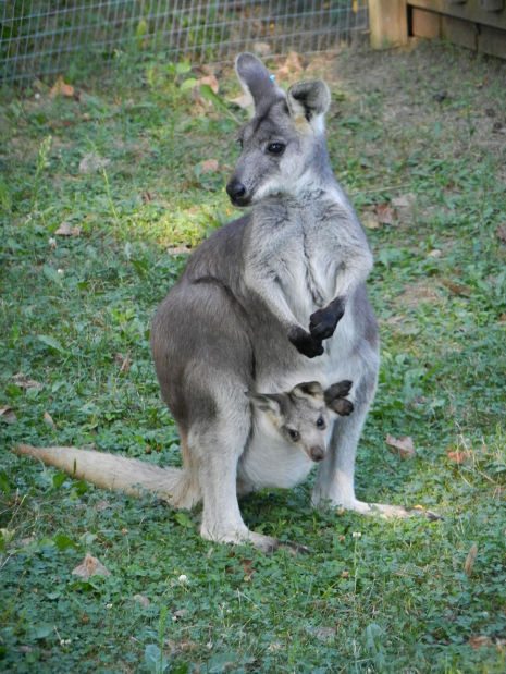 Wallaroo